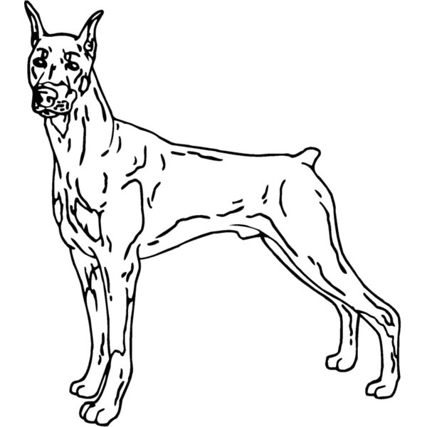 doberman03 Thumbnail