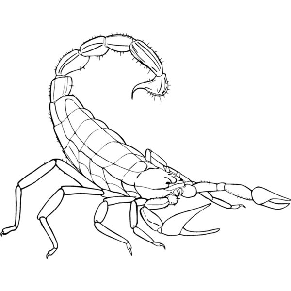 scorpion Thumbnail