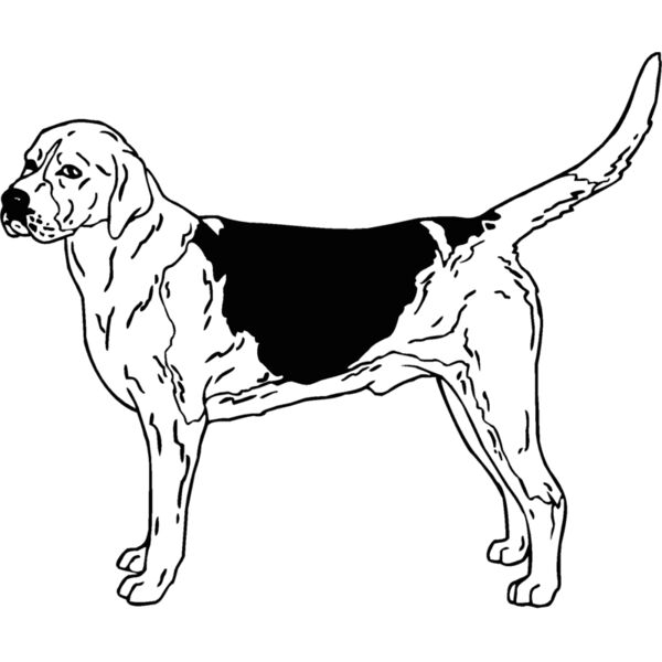 english pointer Thumbnail