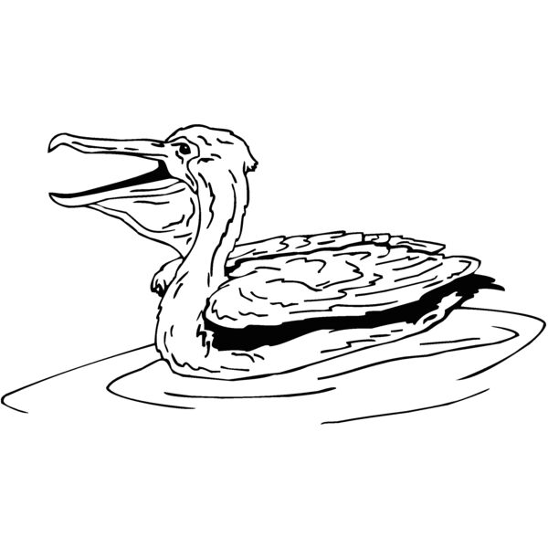 pelican2 Thumbnail