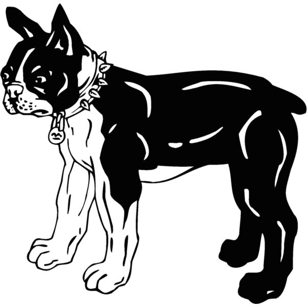 boston terrier Thumbnail