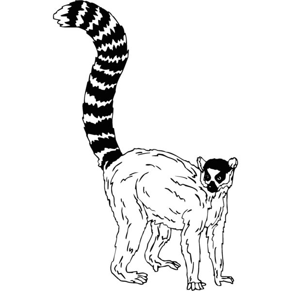 lemur2 Thumbnail