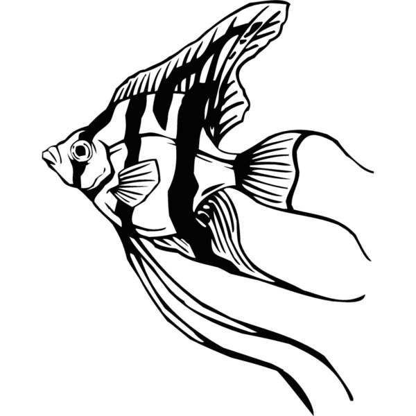 angelfish01 Thumbnail