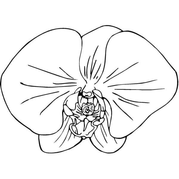 orchid Thumbnail