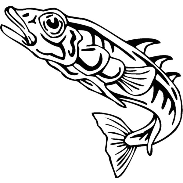 stickleback Thumbnail