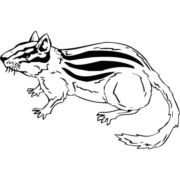 chipmunk Thumbnail