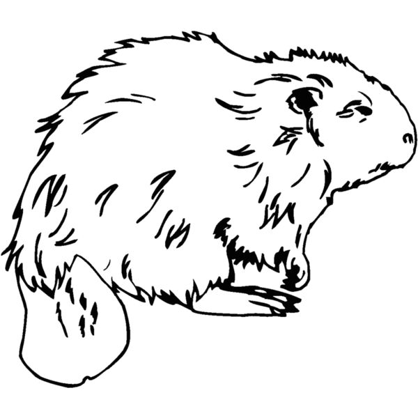 beaver1 Thumbnail