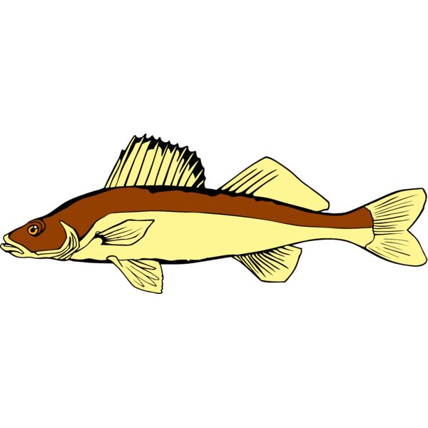 fish walleye Thumbnail