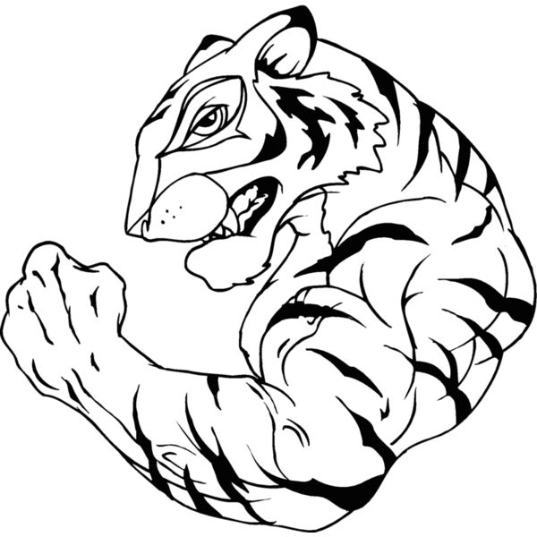 tiger2 Thumbnail